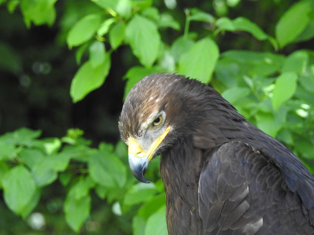 ../Images/Keltfest 2015 zaterdag 049.jpg